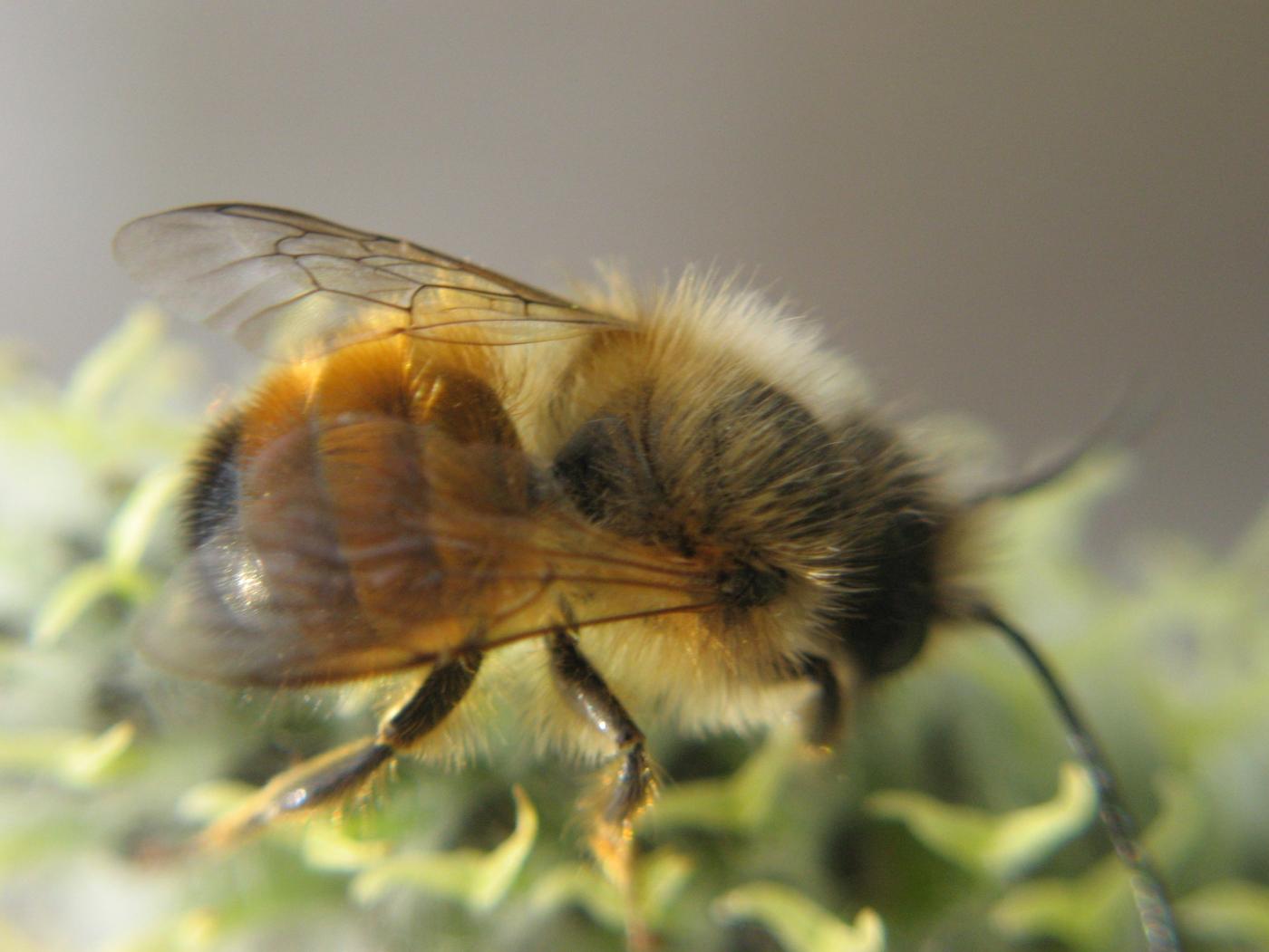 особенности разведения пчёл-осмий